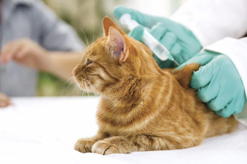 Пять прививочных пунктов для домашних животных будут работать на северо-востоке столицы в ноябре