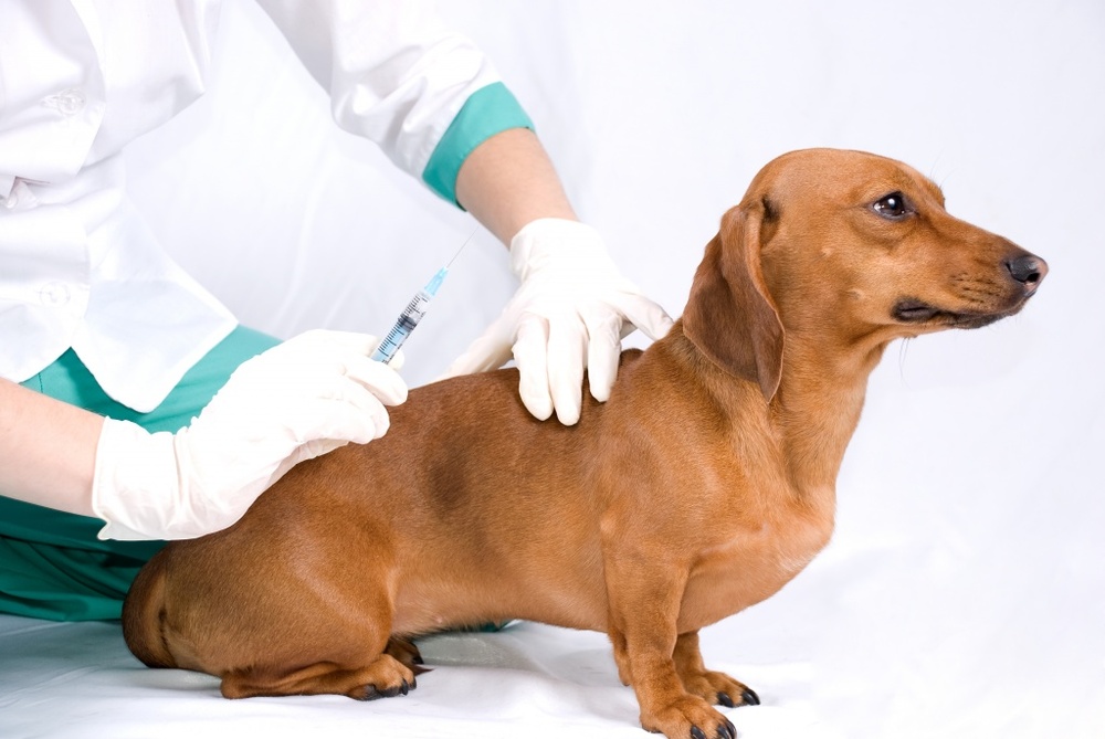 Ветеринары сделают домашним животным бесплатную прививку от бешенства на дому