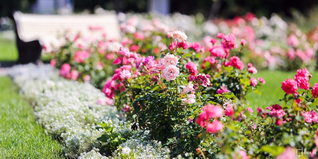 Сотрудники «Жилищника» помогут жителям с поливом цветников и газонов в Останкине