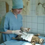 Станция по борьбе с болезнями животных Северо-Восточного административного округа Лаборатория ветеринарно-санитарной экспертизы фото 2 на сайте Ostankino.su