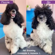 Груминг-салон Pet grooming фото 3 на сайте Ostankino.su