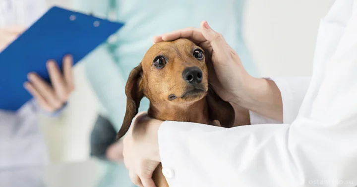 Вызов ветеринарного врача на дом бесплатно
